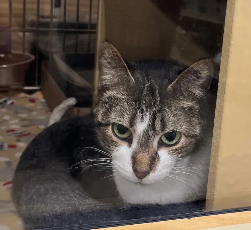 Serafina thumbnail 3