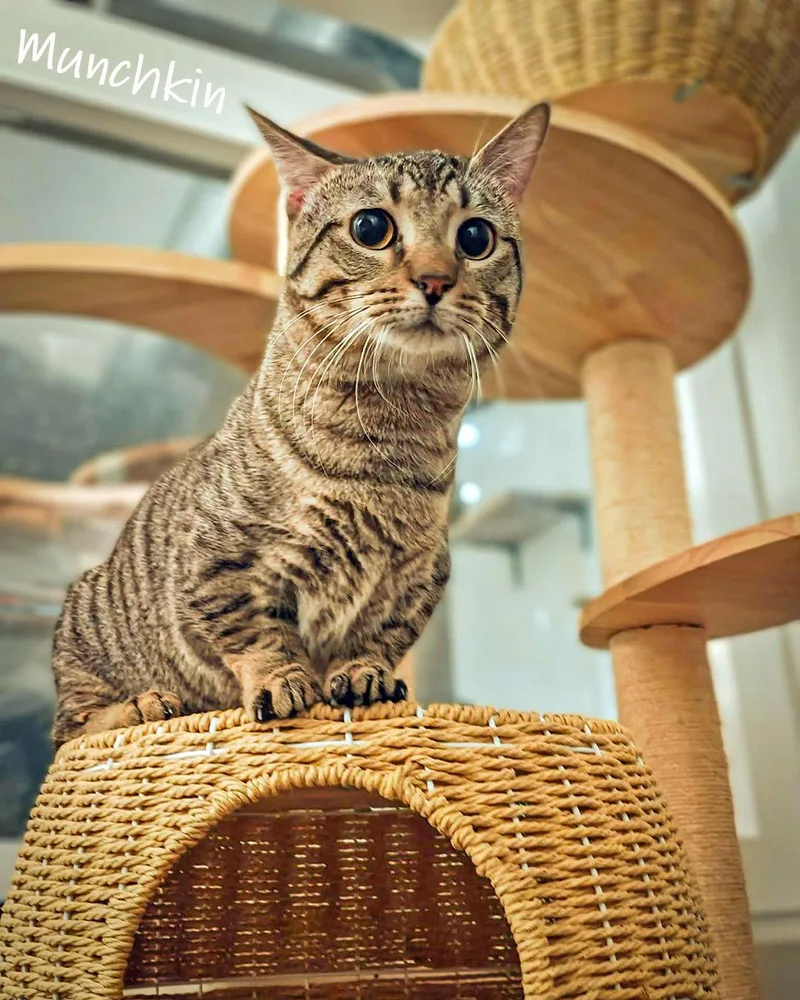 Munchkin thumbnail 2