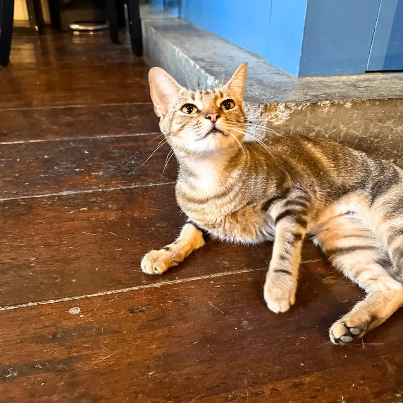 An adult medium-sized female Domestic Short Hair cat named Opal for adoption in Brooklyn, NY