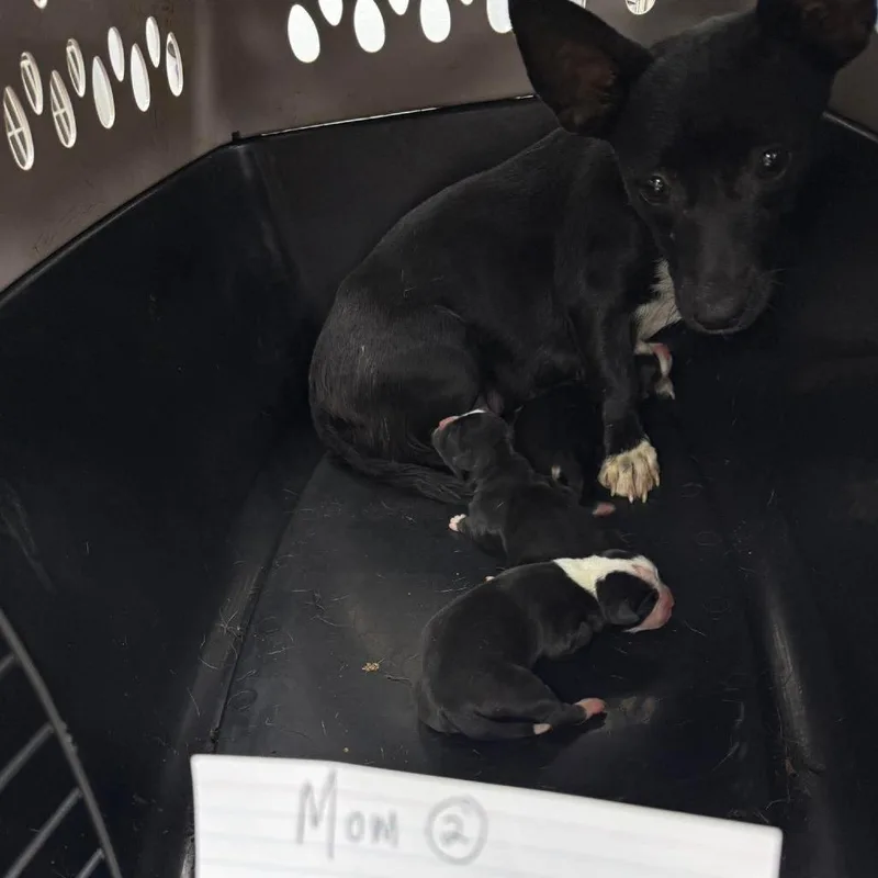 An adult small-sized female Black Mixed Breed dog named Lullaby for adoption in Fredericksburg, VA