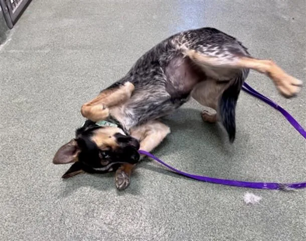 A young small-sized female Mixed Breed dog named A for adoption in Santa Fe, NM