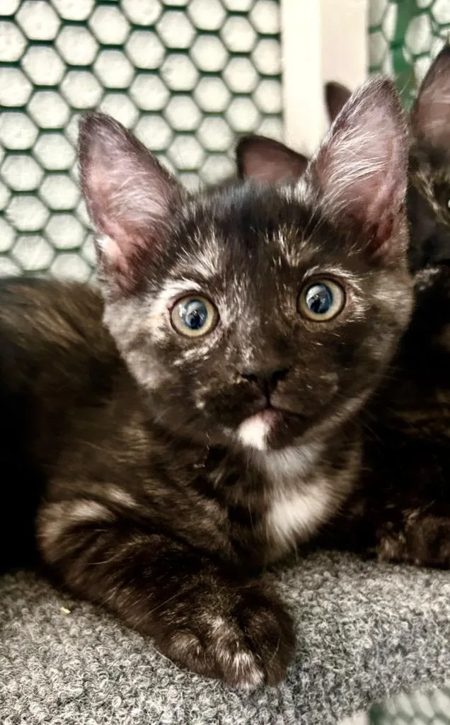 A baby small-sized female Domestic Short Hair cat named Galata for adoption in Cottonwood, AZ