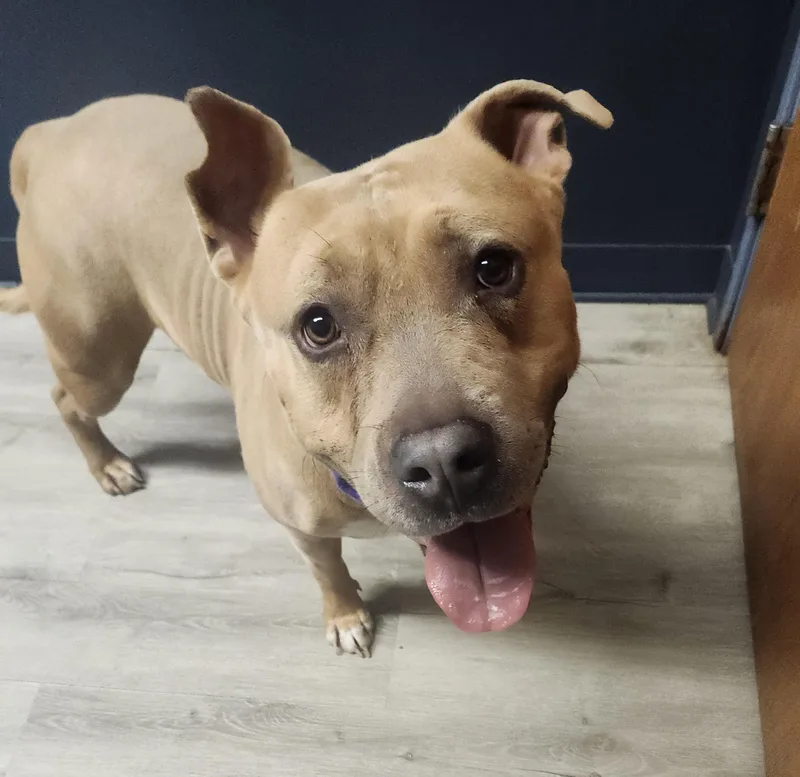 A young large-sized male Yellow / Tan / Blond / Fawn American Staffordshire Terrier dog named Beef Supreme for adoption in Mansfield, OH