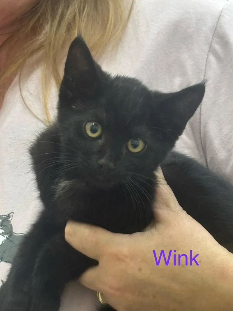 A baby medium-sized female Black Domestic Short Hair cat named Winx for adoption in Sonora, CA