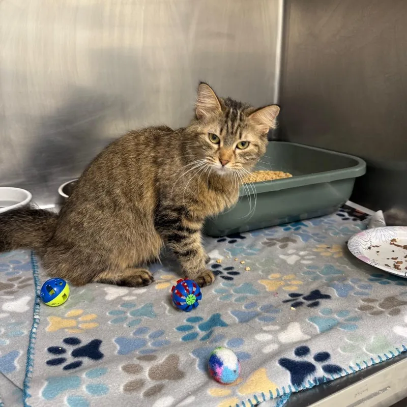 An adult medium-sized female Brown / Chocolate Domestic Medium Hair cat named Pioneer for adoption in Pekin, IL