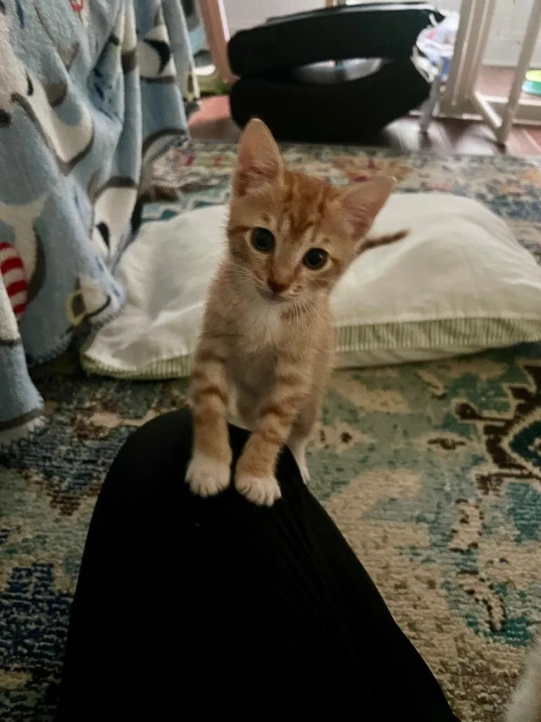 A baby medium-sized male Domestic Short Hair cat named Cheerio for adoption in Evans, GA