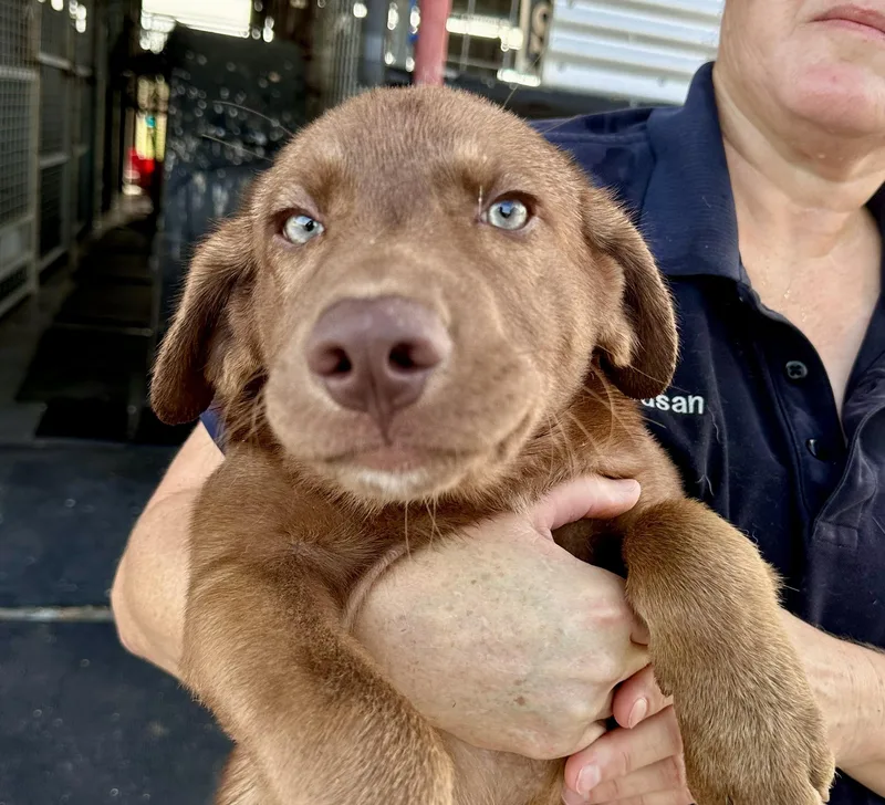 A litter Amos