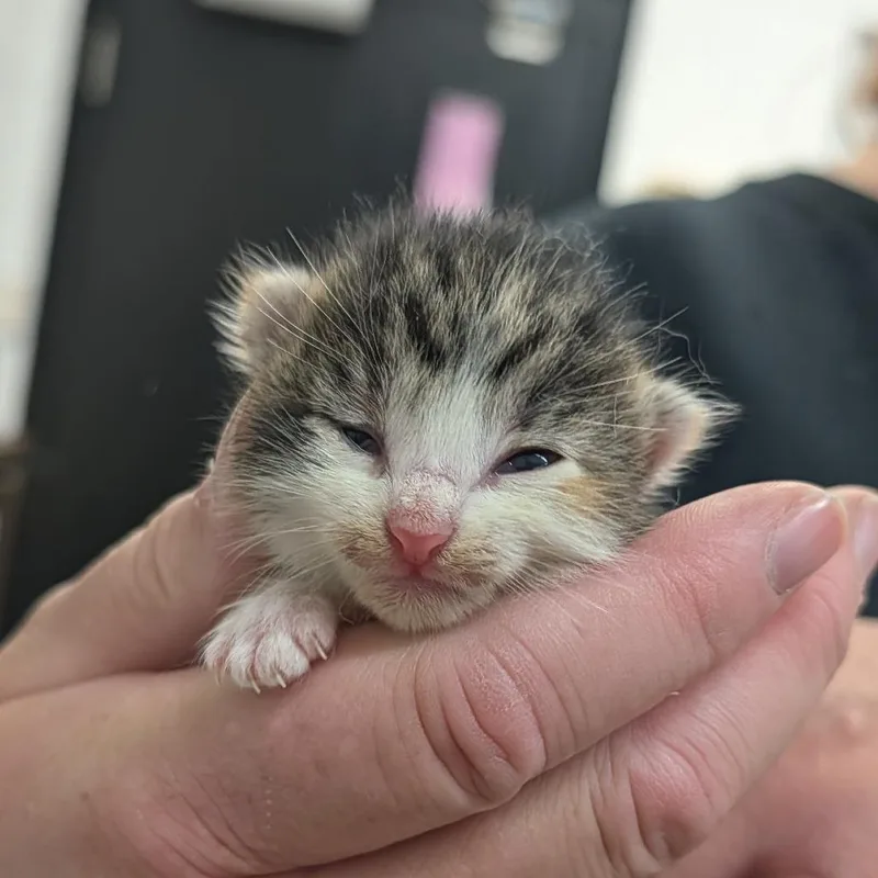 A baby small-sized female Black Domestic Short Hair cat named Mudge Mudfoot for adoption in Ardmore, OK