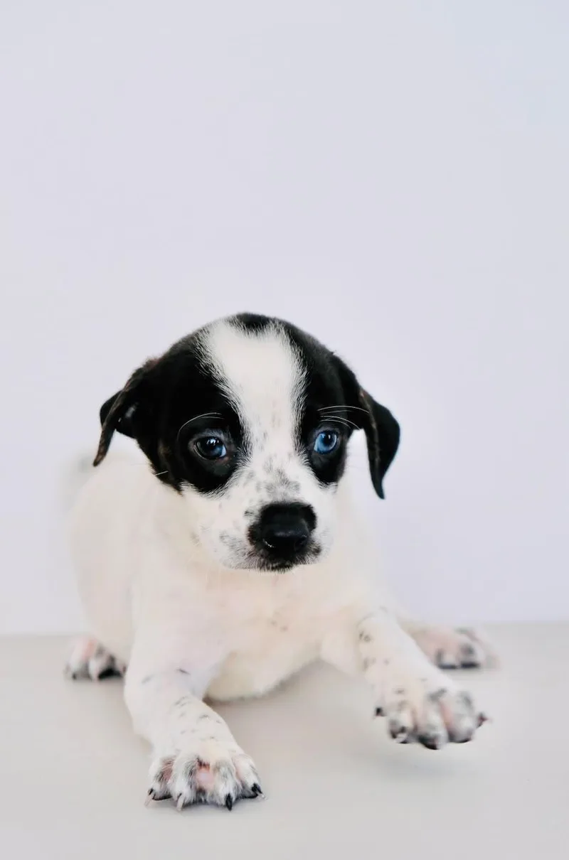 A baby medium-sized female Australian Cattle Dog / Blue Heeler dog named Fig for adoption in San Diego, CA