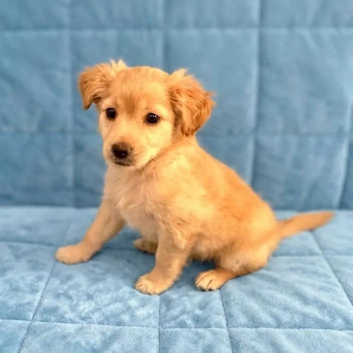 A baby medium-sized male Yellow / Tan / Blond / Fawn Maltese dog named Clyde for adoption in Boca Raton, FL