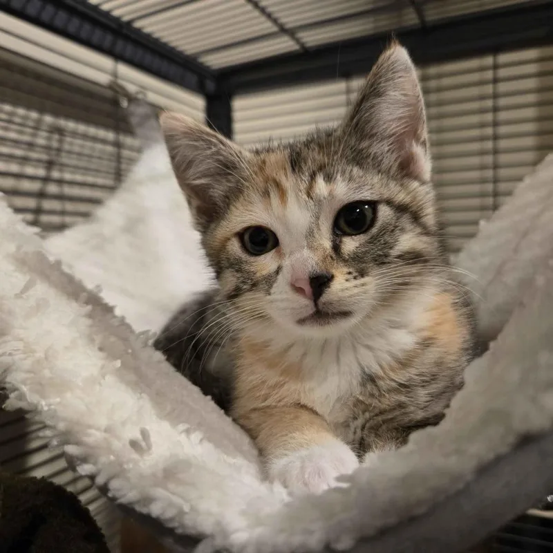 A baby small-sized female Torbie Domestic Short Hair cat named Twix for adoption in Westminster, CA