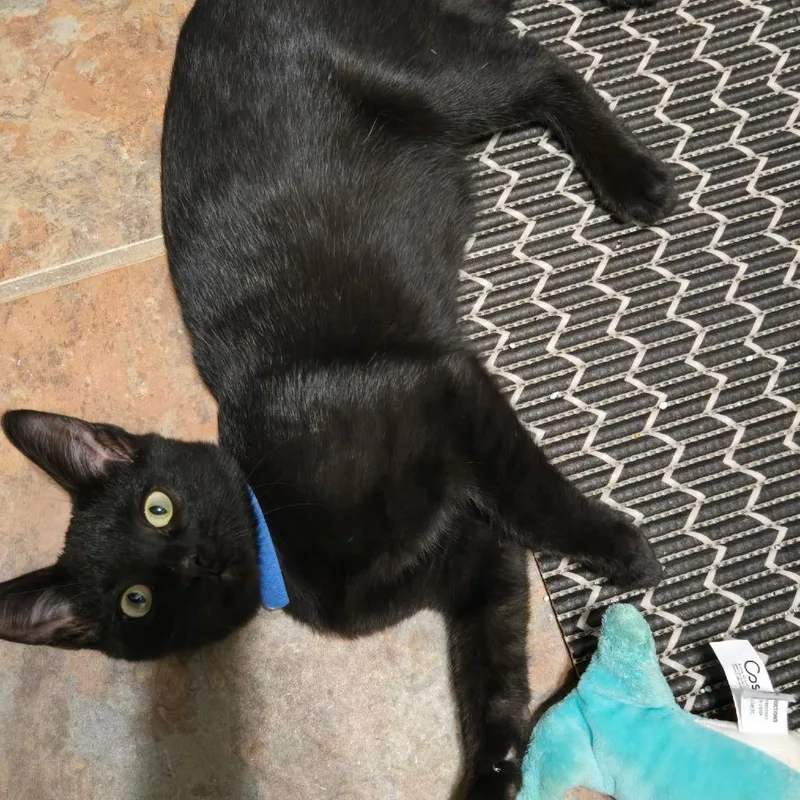 A baby medium-sized male Black Domestic Short Hair cat named Jay for adoption in Seminole, FL