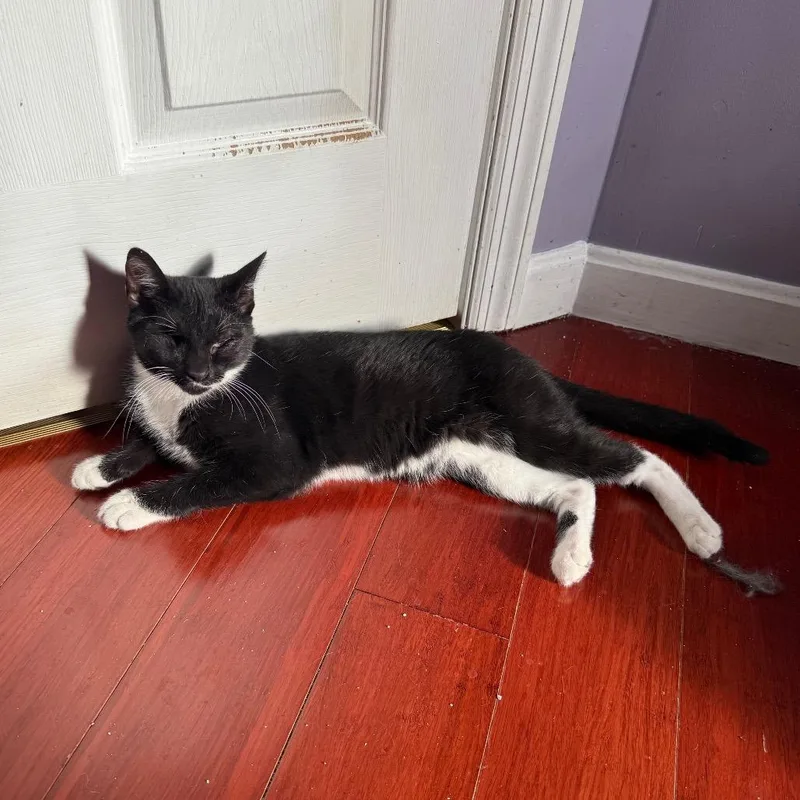 A young medium-sized male Black Domestic Short Hair cat named Nick Furry for adoption in Gibsonia, PA