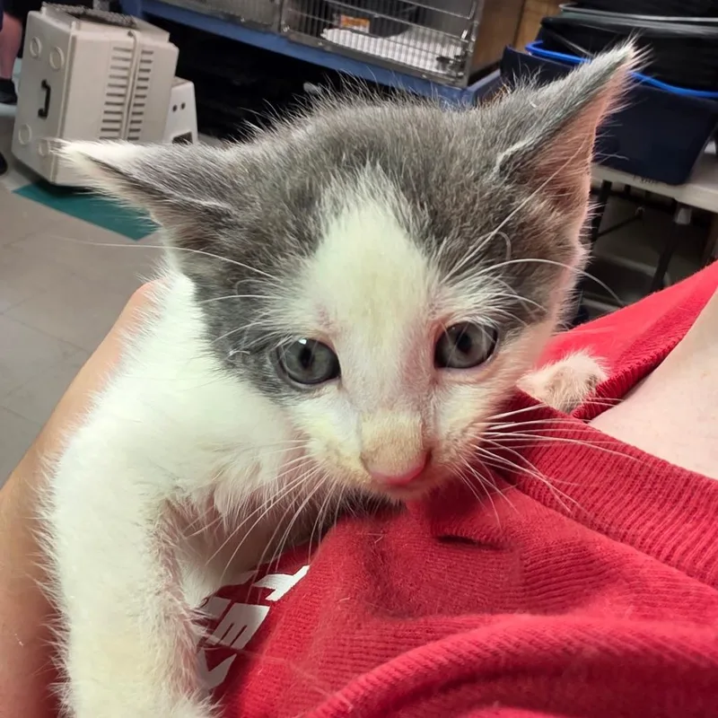 A baby small-sized male Domestic Medium Hair cat named Pancake for adoption in Leander, TX