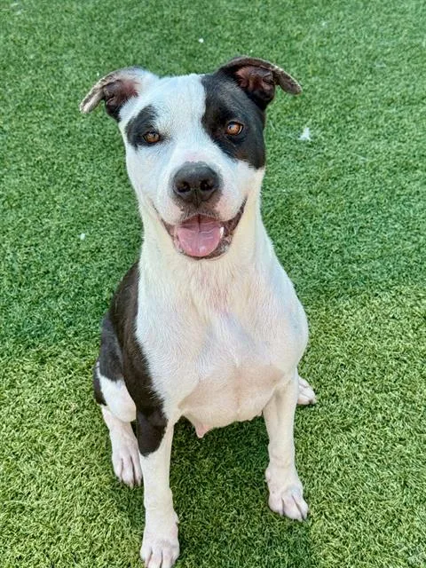 An adult medium-sized female Mixed Breed dog named Chrisean for adoption in Dallas, TX