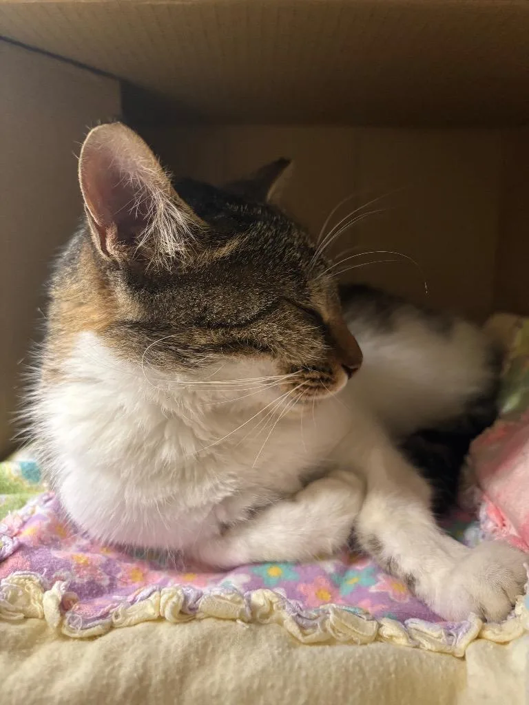 A young medium-sized female Domestic Short Hair cat named Bitsy for adoption in Bloomington, IN