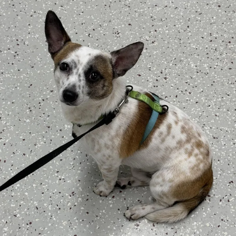 An adult small-sized male Yellow / Tan / Blond / Fawn Chihuahua dog named Max for adoption in Indianapolis, IN