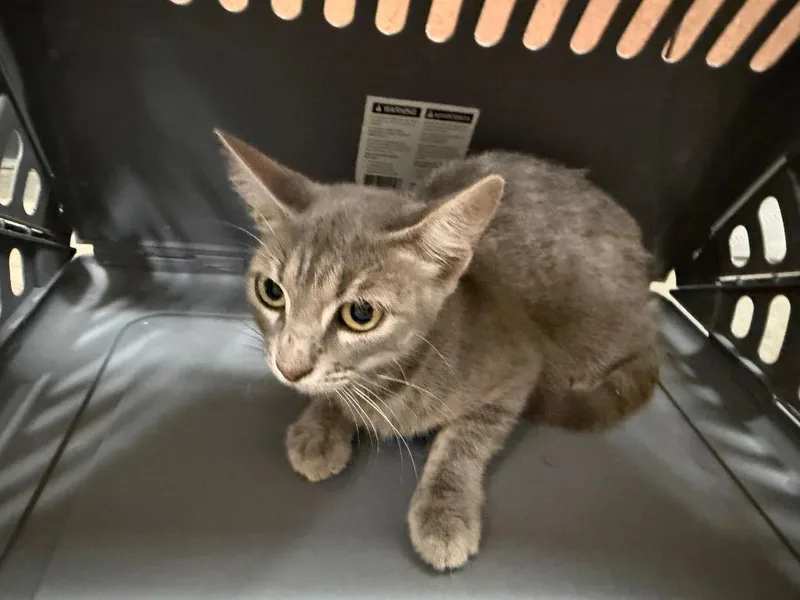 A baby small-sized female Domestic Short Hair cat named Scarlet for adoption in Bossier City, LA