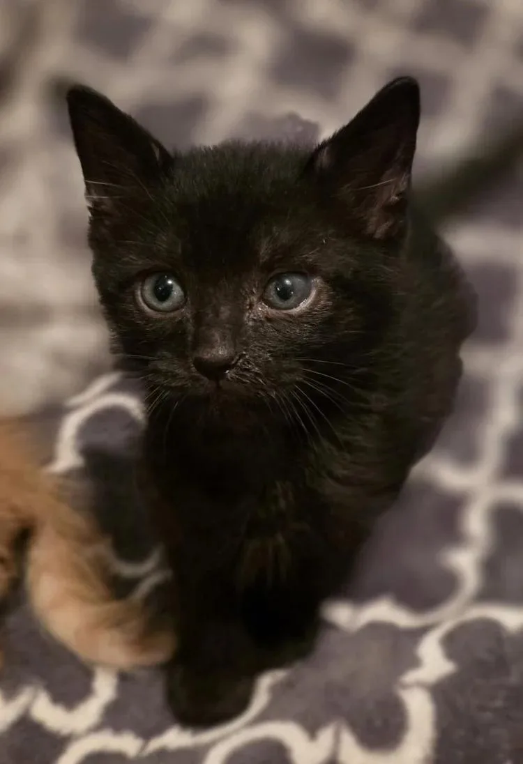 A baby medium-sized female Black Domestic Short Hair cat named Sloane for adoption in Davison, MI