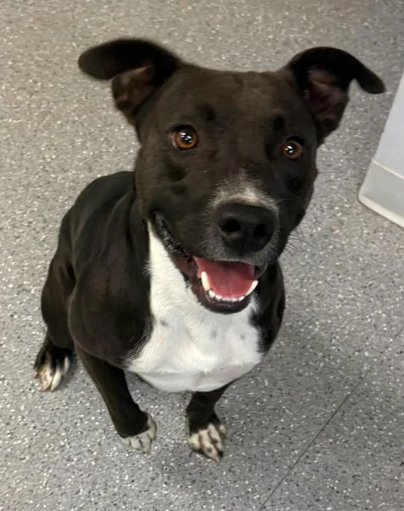 Dog