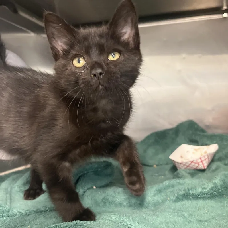 A baby small-sized male Black Domestic Short Hair cat named Liam for adoption in Lakeland, FL