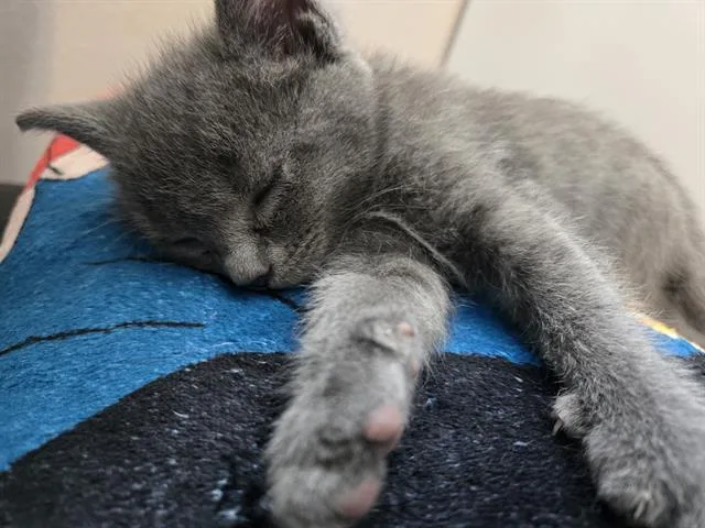 A baby medium-sized male Domestic Short Hair cat named Jeffrey for adoption in Kent, WA