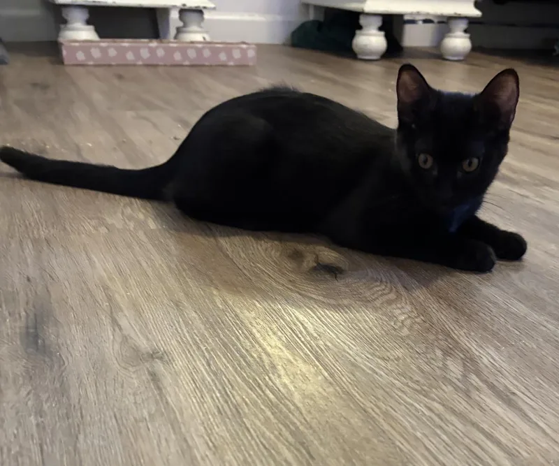 A baby medium-sized male Domestic Short Hair cat named Lemur for adoption in Lincoln, CA
