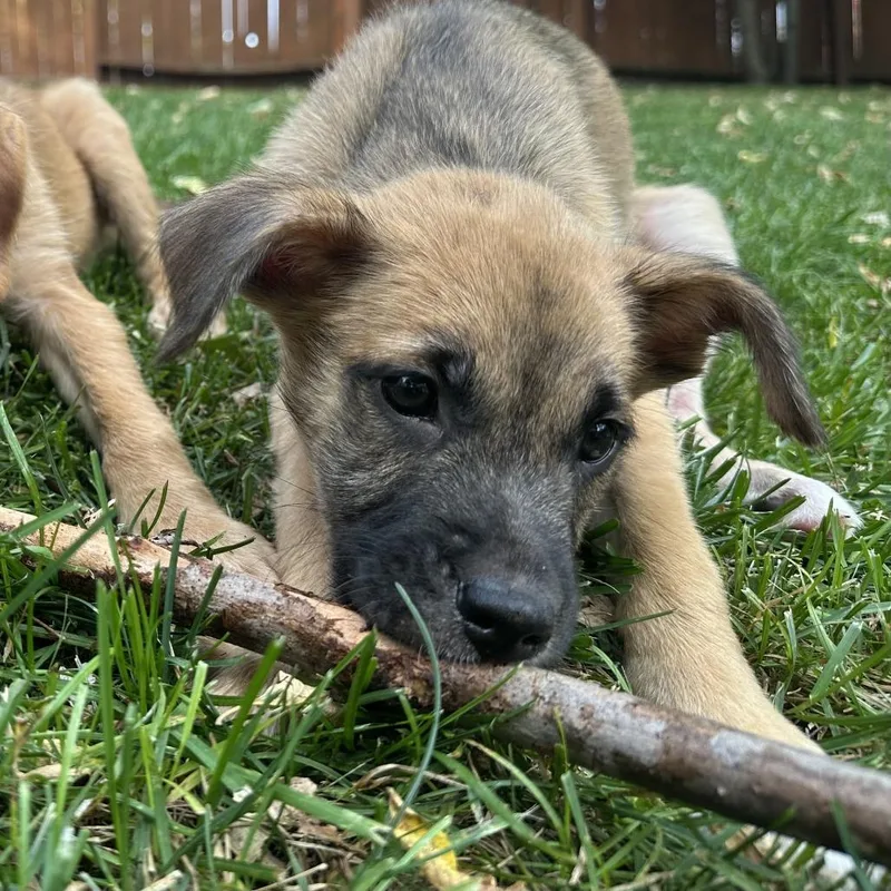 A baby medium-sized male Labrador Retriever dog named Wallace D for adoption in Minnetonka, MN