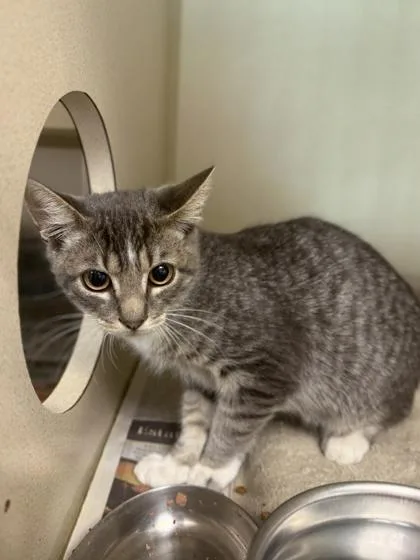 A young small-sized male Domestic Short Hair cat named King Julian for adoption in King William, VA
