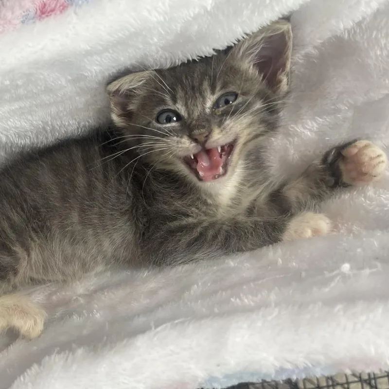 A young small-sized male Domestic Short Hair cat named Sterling for adoption in Donalsonville, GA