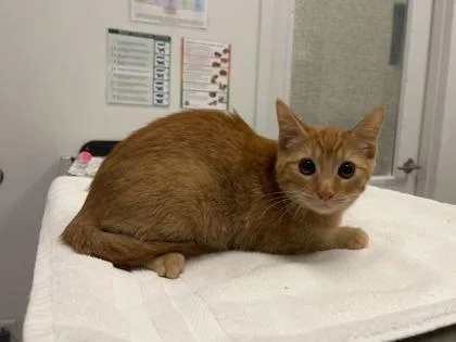 A baby small-sized female Orange / Red Domestic Short Hair cat named Coding Music On My for adoption in Kansas City, MO
