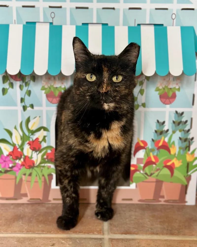 An adult medium-sized female Tortoiseshell Domestic Short Hair cat named Clawdia for adoption in Cincinnati, OH