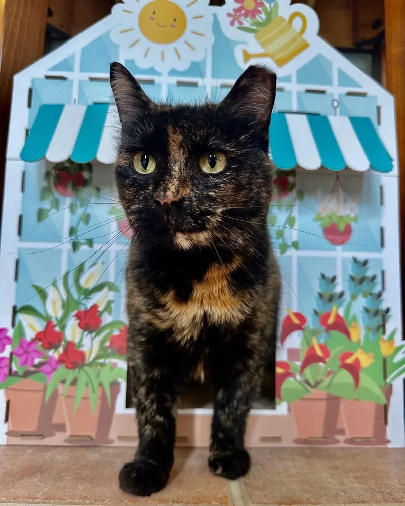 Clawdia thumbnail 6