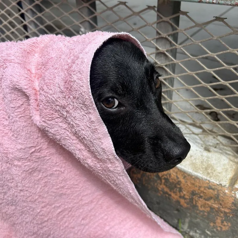A young medium-sized female Black Mixed Breed dog named Lena Casinos for adoption in Guaynabo, PR