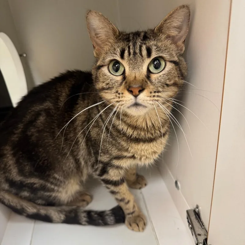 Cardamom thumbnail 3