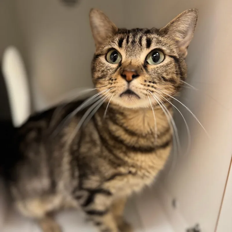 Cardamom thumbnail 4