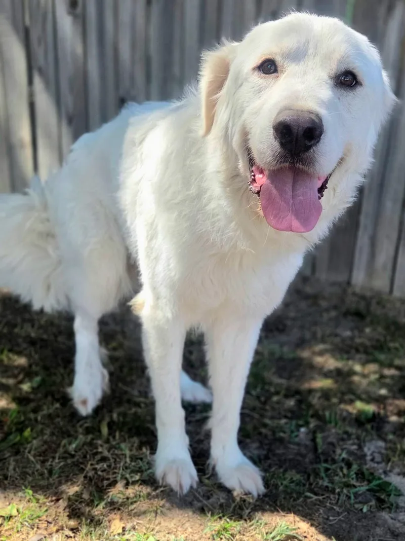 An adult large-sized male Great Pyrenees dog named Tito for adoption in University Place, WA