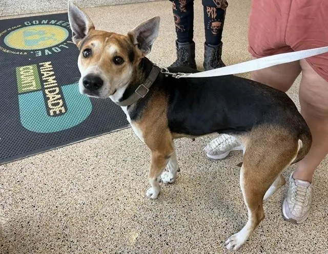 An adult large-sized female German Shepherd Dog dog named Zoe for adoption in Miami, FL