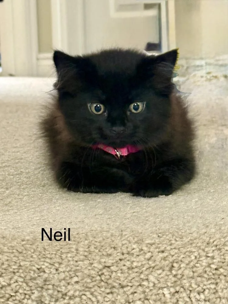 A baby medium-sized male Black Domestic Medium Hair cat named Neil for adoption in Ferndale, MI