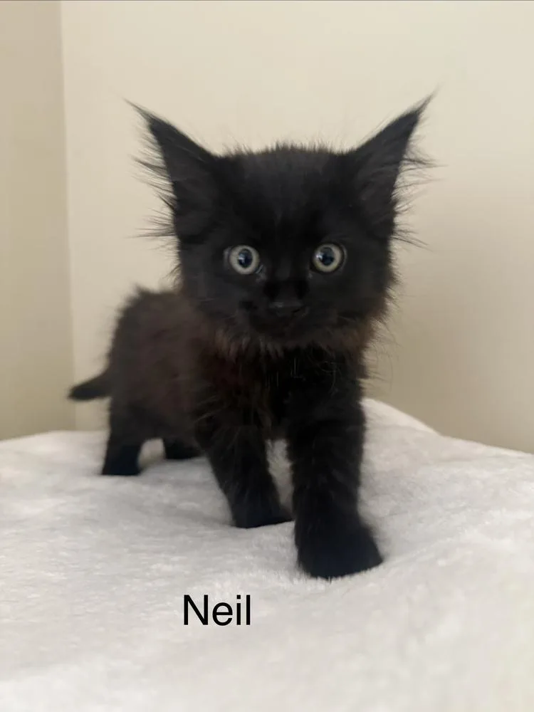 Neil thumbnail 2