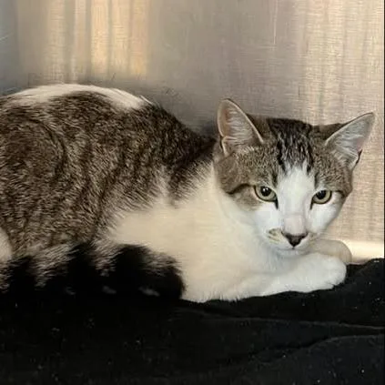 A young medium-sized male Brown / Chocolate Domestic Short Hair cat named Boingo for adoption in Redwood City, CA