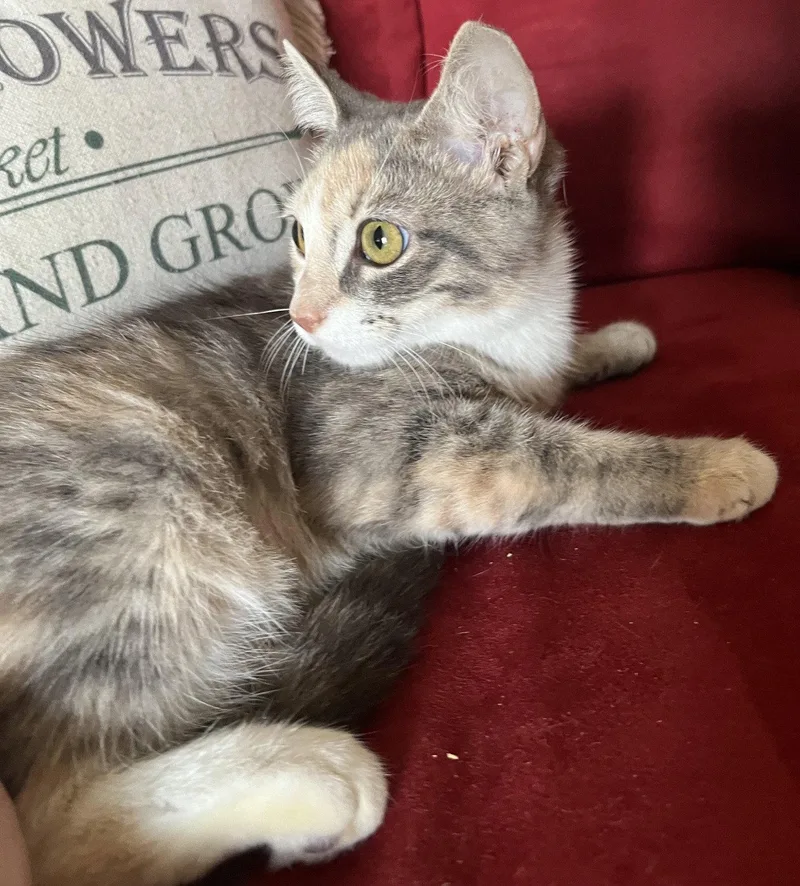 A baby medium-sized female Domestic Medium Hair cat named Trinity for adoption in Oviedo, FL