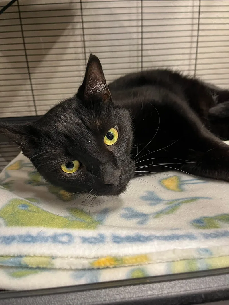 An adult medium-sized male Black Bombay cat named Zorro And Nami for adoption in Walnut Creek, CA