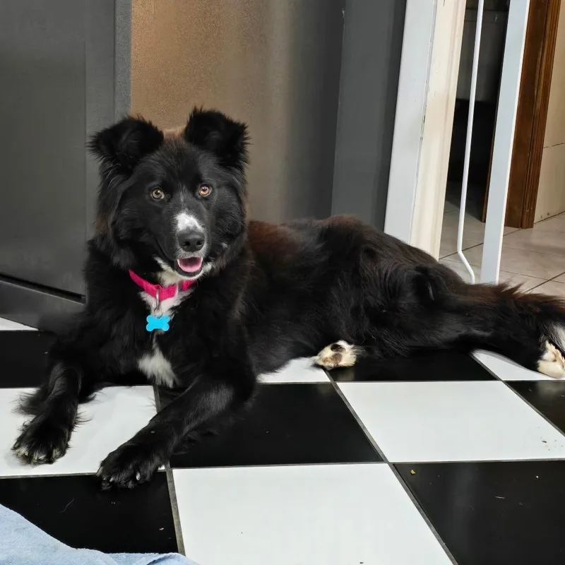 An adult large-sized female Black Mixed Breed dog named Zoey for adoption in Owosso, MI