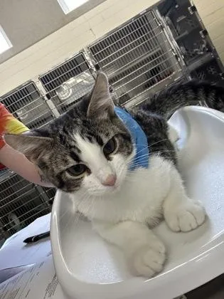 A baby medium-sized male Domestic Short Hair cat named Moe for adoption in Cincinnati, OH