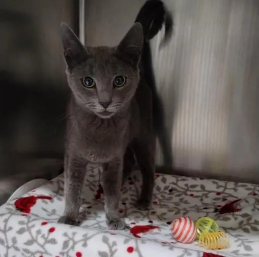 A young small-sized female Domestic Short Hair cat named Kiwi for adoption in Alameda, CA