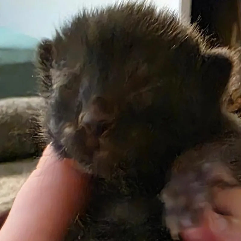 A baby small-sized female Black Domestic Short Hair cat named Cappuccino for adoption in Charleston, WV
