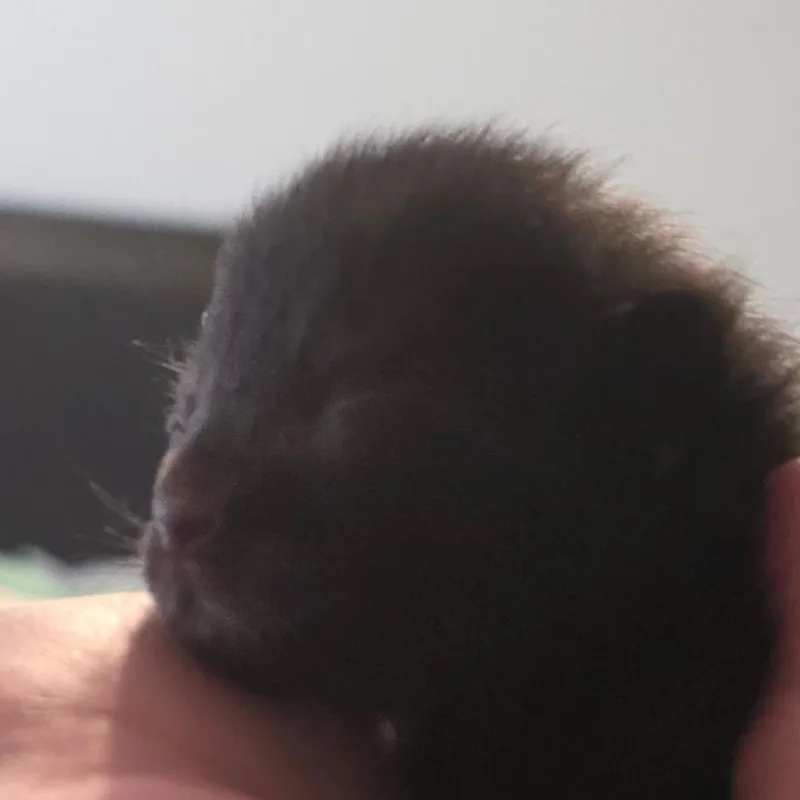 Cappuccino thumbnail 2