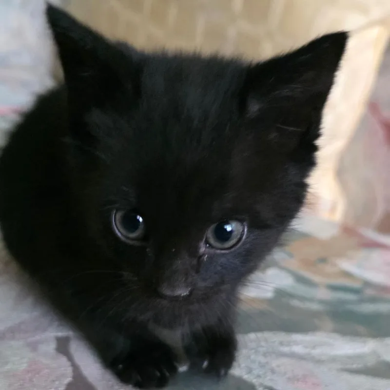 Cappuccino thumbnail 4