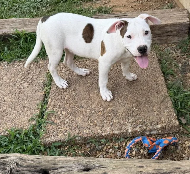 A baby medium-sized female White / Cream American Bulldog dog named Miranda Lionheart for adoption in Andover, MA